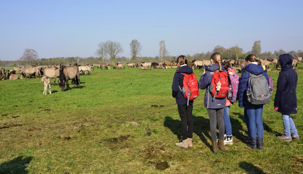 Fünftklässler besuchen die Dülmener Wildpferde